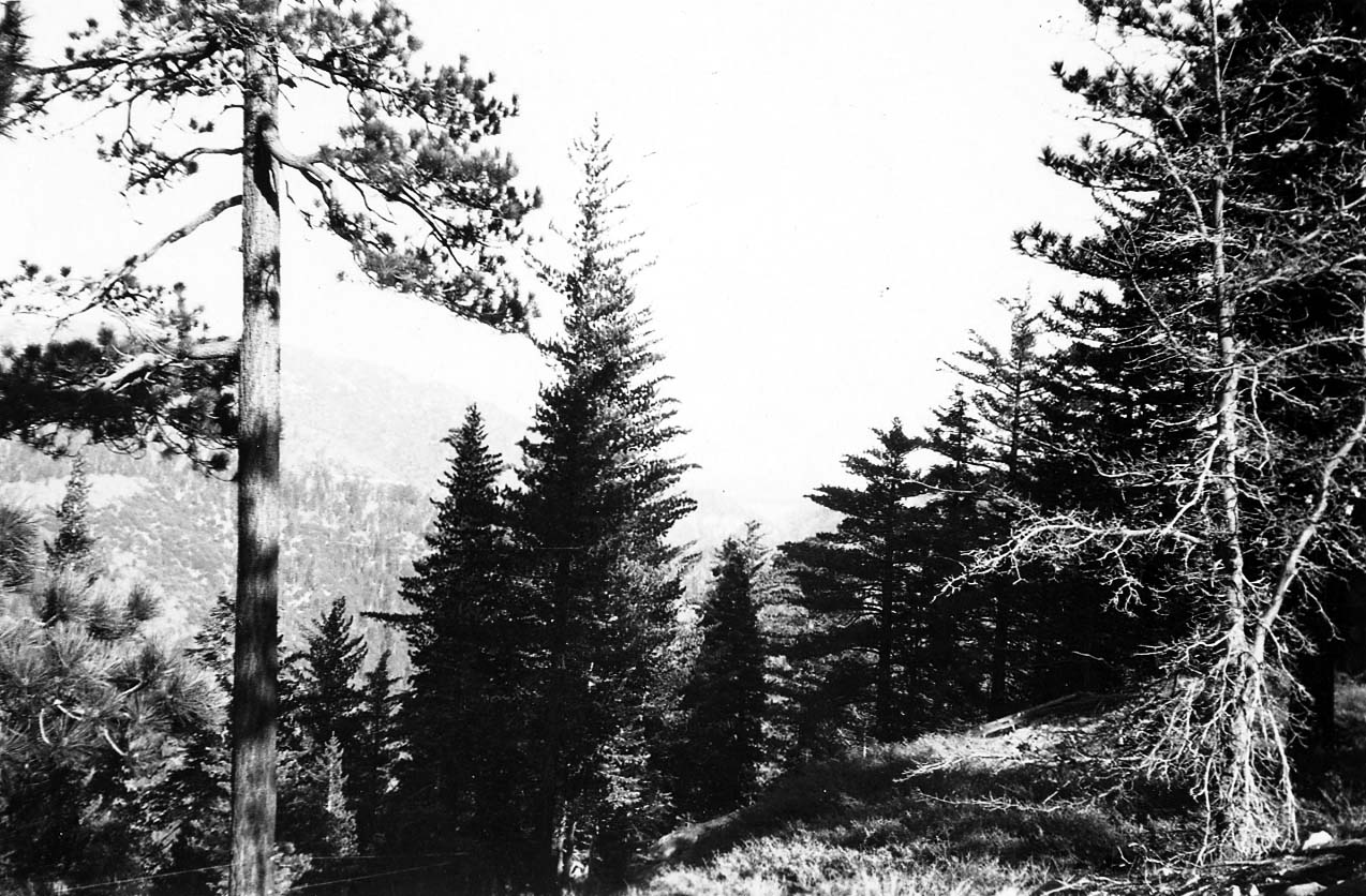 Tall, slender evergreen trees and a prominent conical fir standing on a sunlit mountain slope overlooking a hazy forest-covered valley.