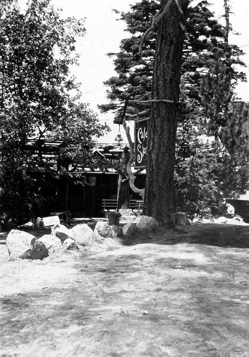 A rustic wooden Cafe Store hanging sign suspended from a massive pine tree outside a mountain grocery store in Big Bear Lake.