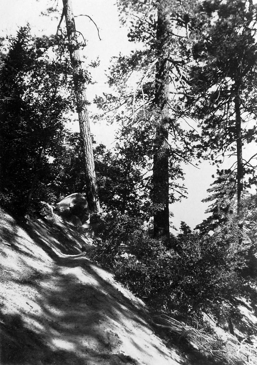 Tall pine trees and a massive rounded granite boulder resting on a steep, sunlit mountain hillside.