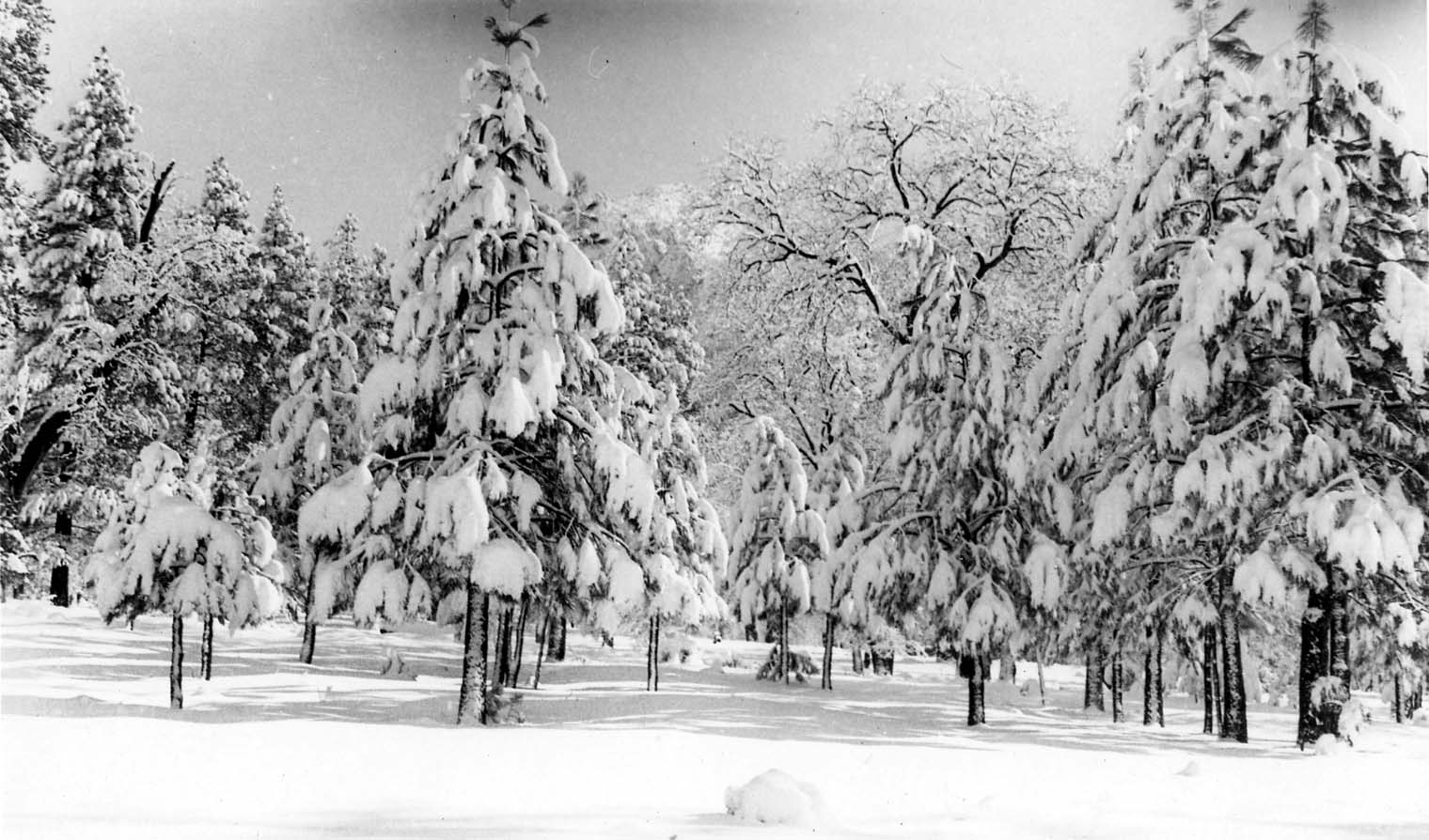 A bright, sunlit grove of pine trees heavily blanketed with thick winter snow.
