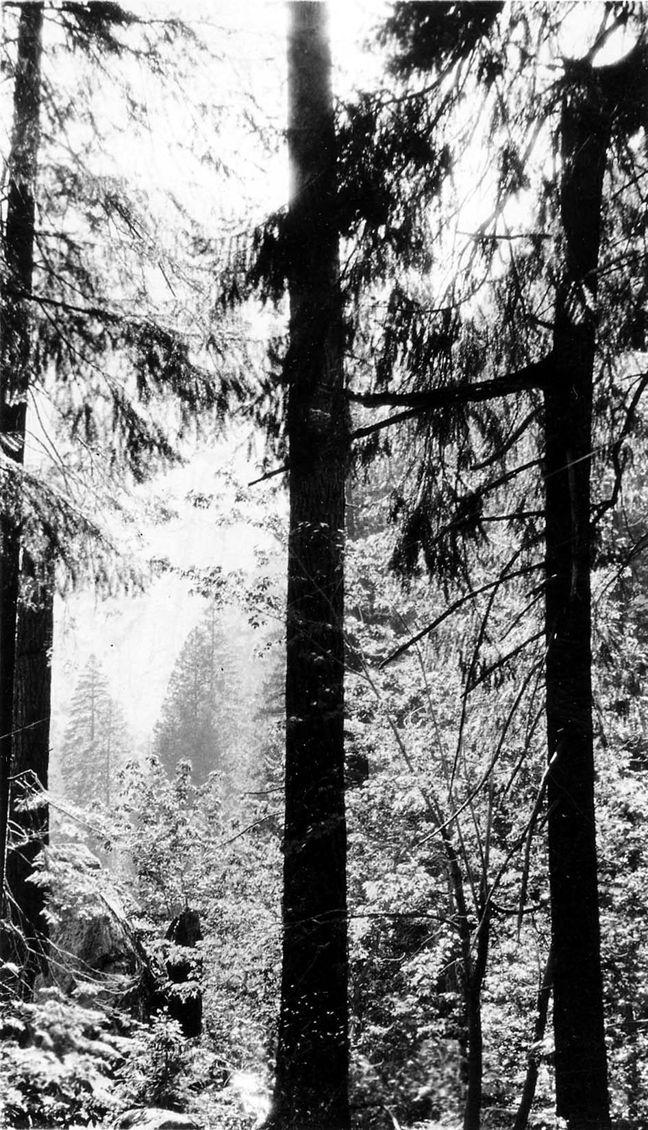 Sunlight breaking through the high, dense branches of towering conifer trunks into a forested mountain valley.