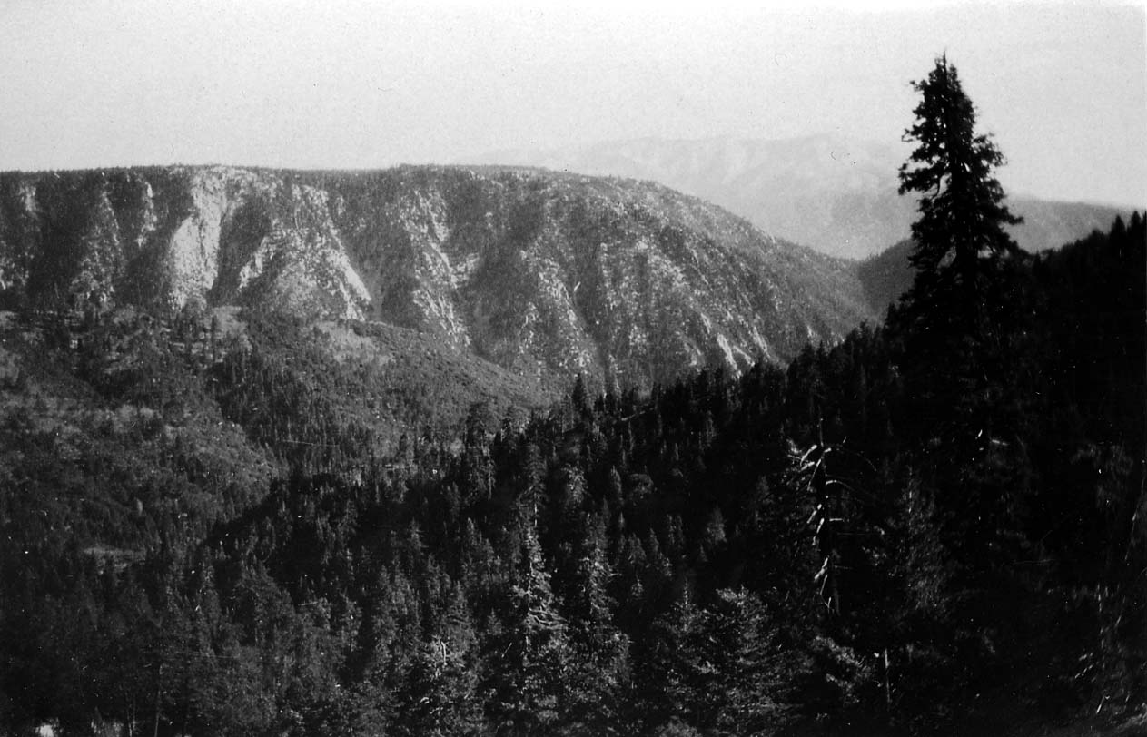 A dense evergreen forest filling a deep mountain canyon, with steep, sunlit granite ridges rising behind a prominent solitary pine.