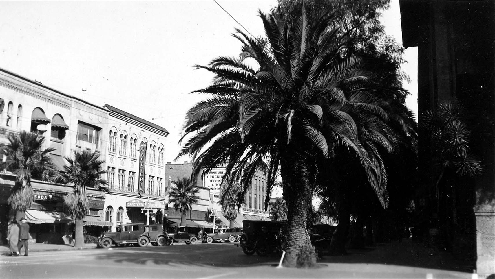 A large Canary Island Date Palm on a city sidewalk overlooking parked 1920s automobiles and Spanish-style commercial buildings with a cafeteria sign.