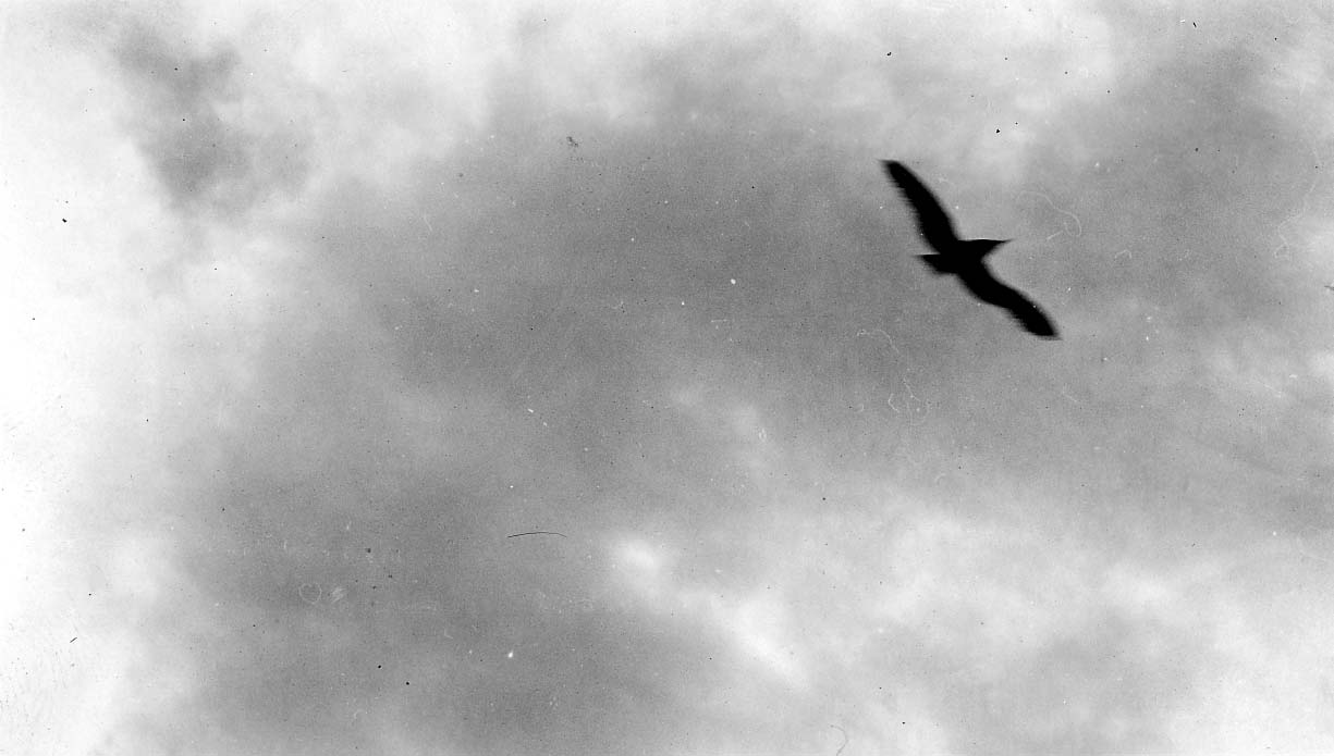The dark silhouette of a lone seagull banking gracefully in flight against textured coastal clouds.
