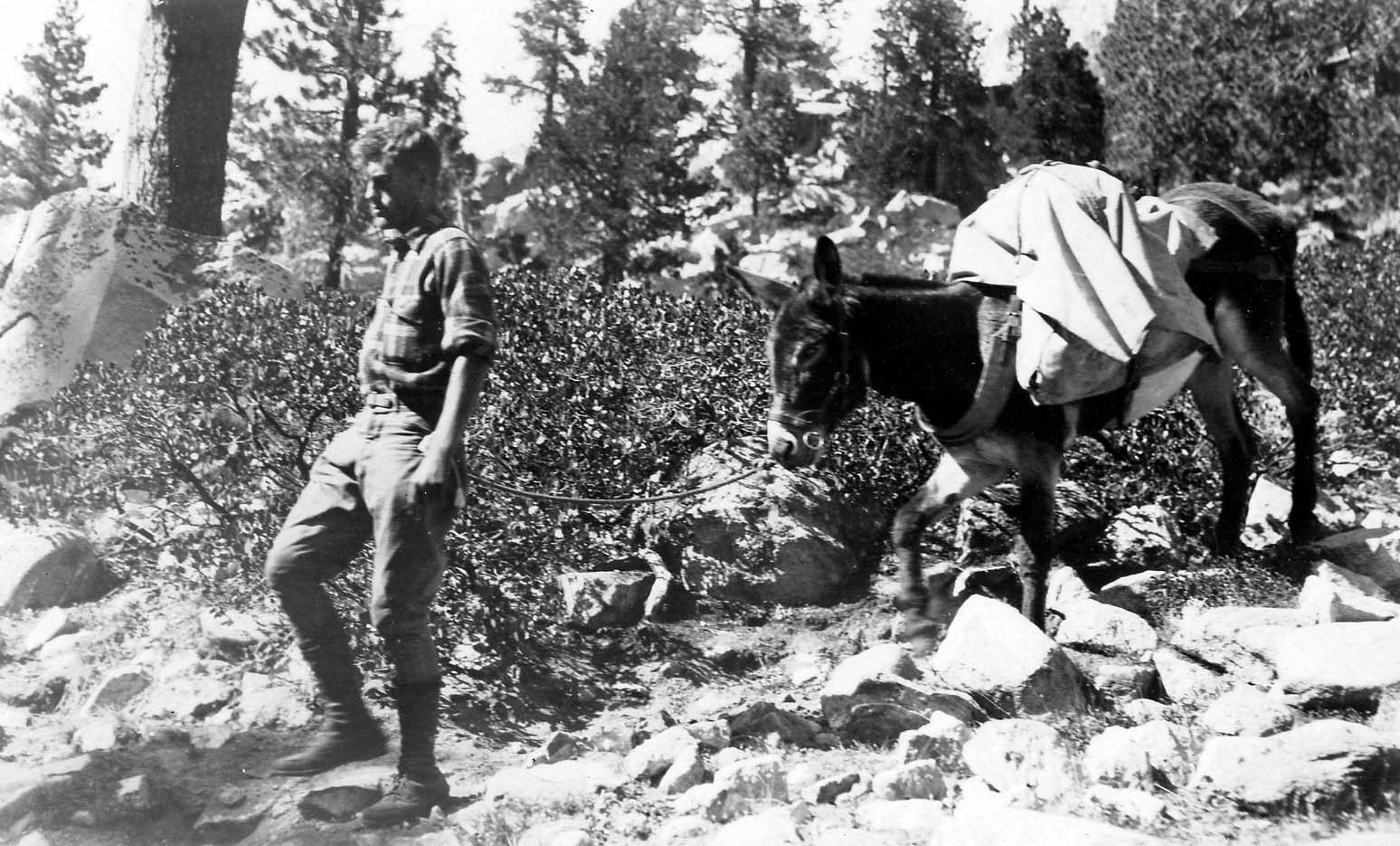 A self-portrait of Donald A. Hall Sr. walking along a rocky, wooded trail leading a heavily packed burro.