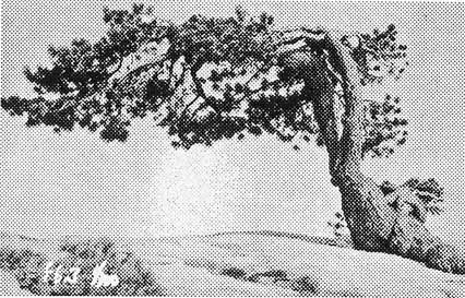 A vintage halftone dot print reproduction of the iconic, wind-sculpted Jeffrey Pine growing out of the bare granite on Sentinel Dome.