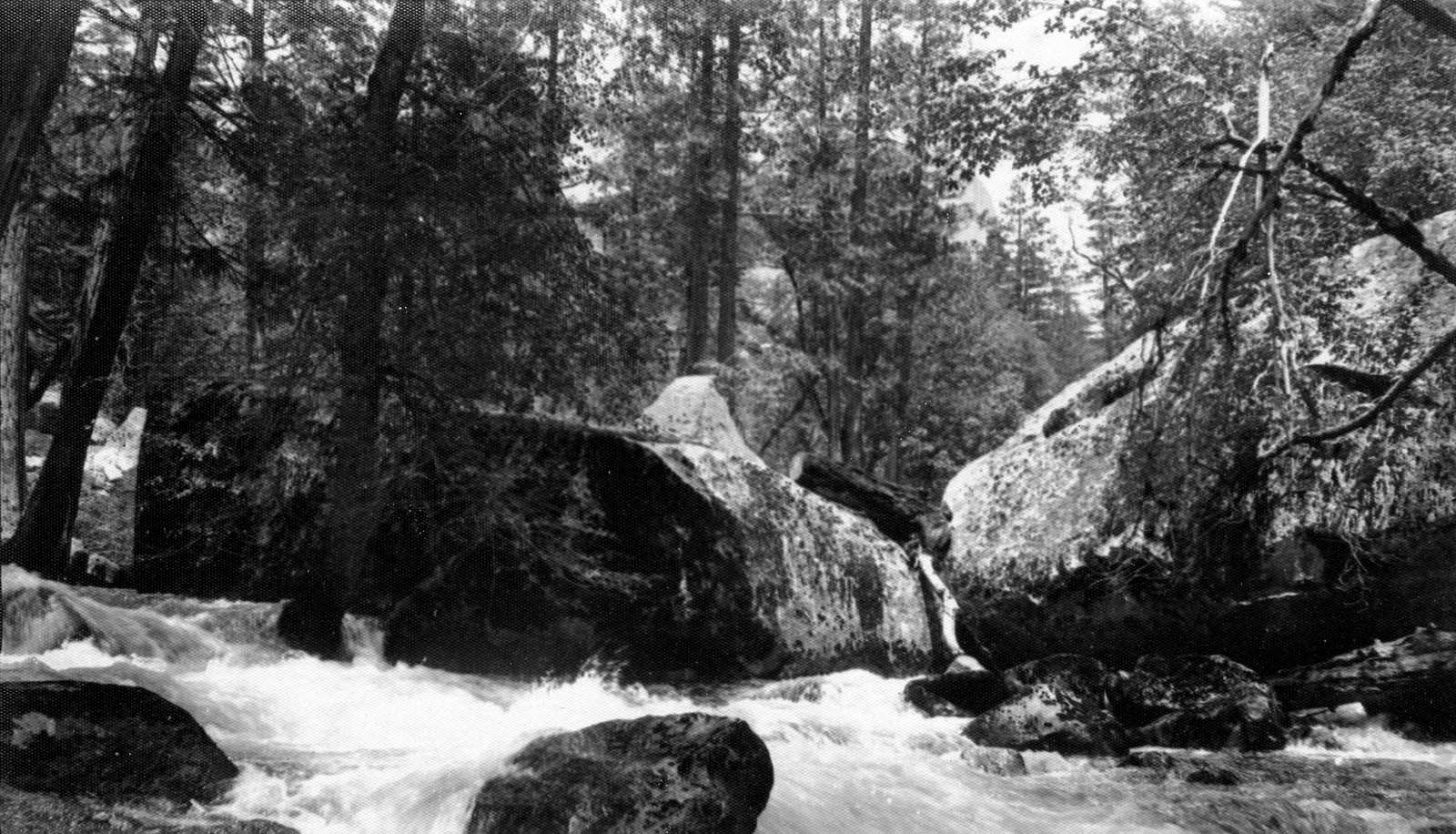 Rushing white water cascading over massive granite boulders and fallen timber in a dense Sierra Nevada forest.
