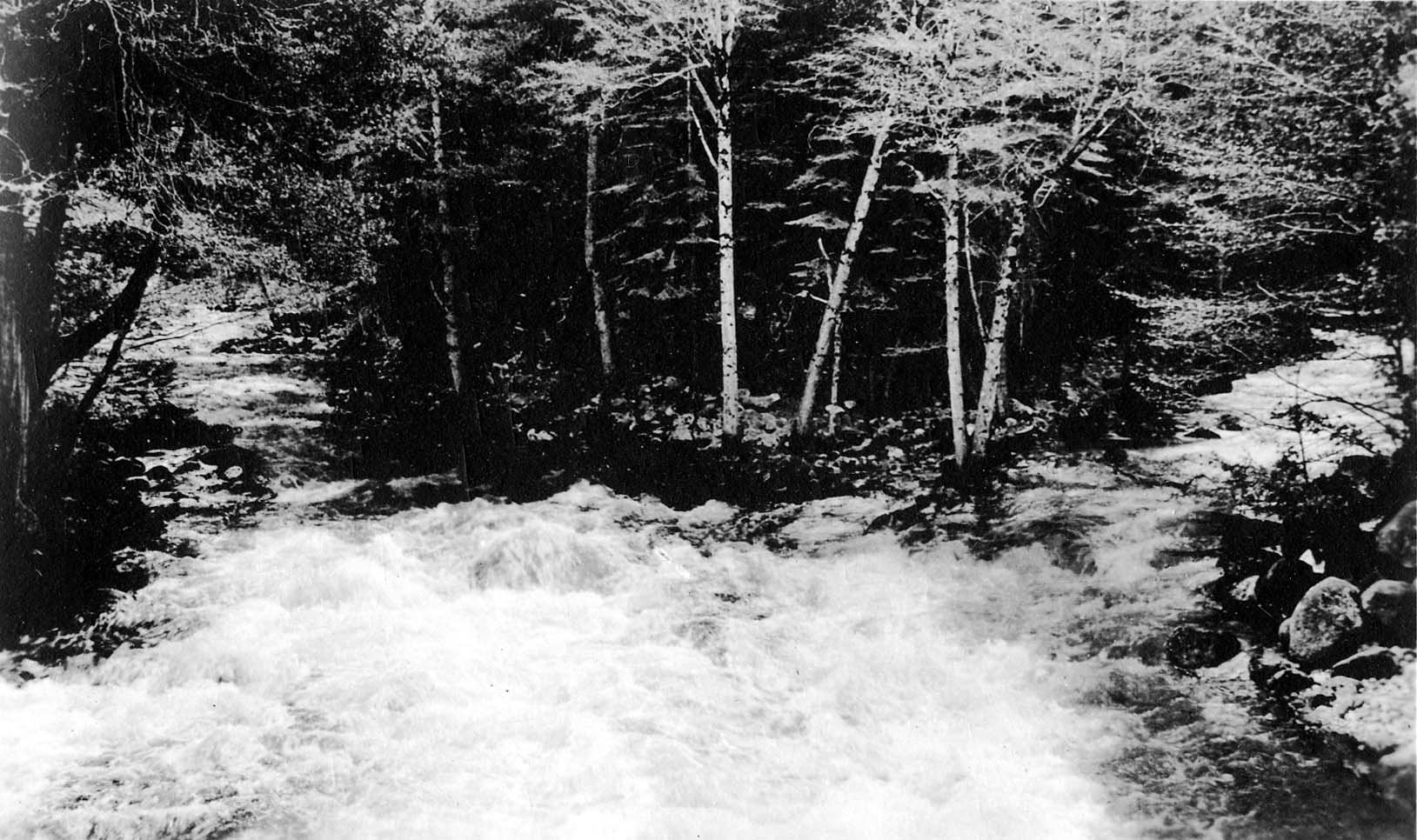 A wide, powerful mountain river churning into foamy white water around a bend framed by birch trees and dark conifer forest.