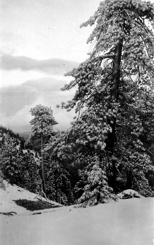 A rugged mountain hillside covered in dense pine trees, all heavily dusted with winter snow under a cloudy sky.
