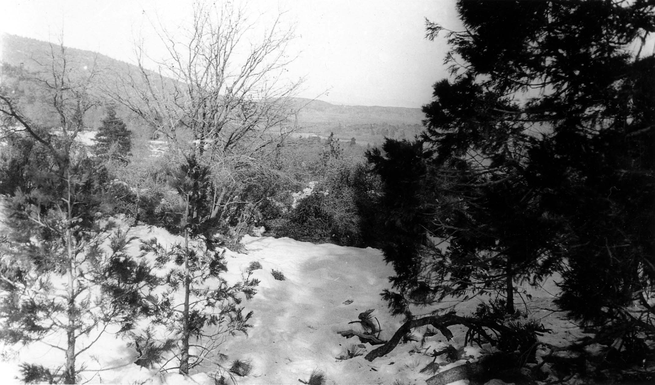 Looking past snow-dusted pine trees down into a lower, drier valley and distant hills.
