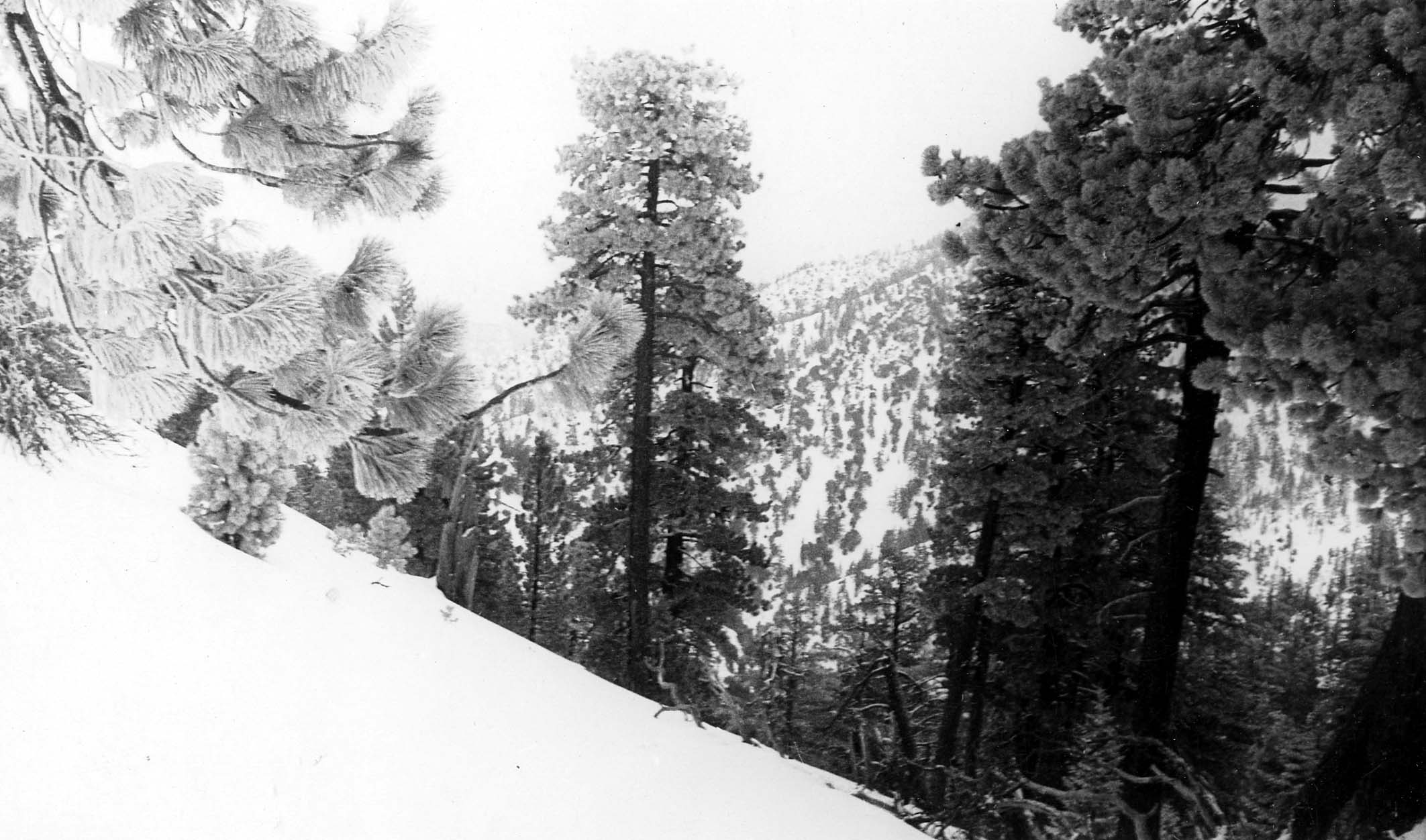 Looking down a steep, snow-covered mountain slope into a valley densely packed with pine trees.