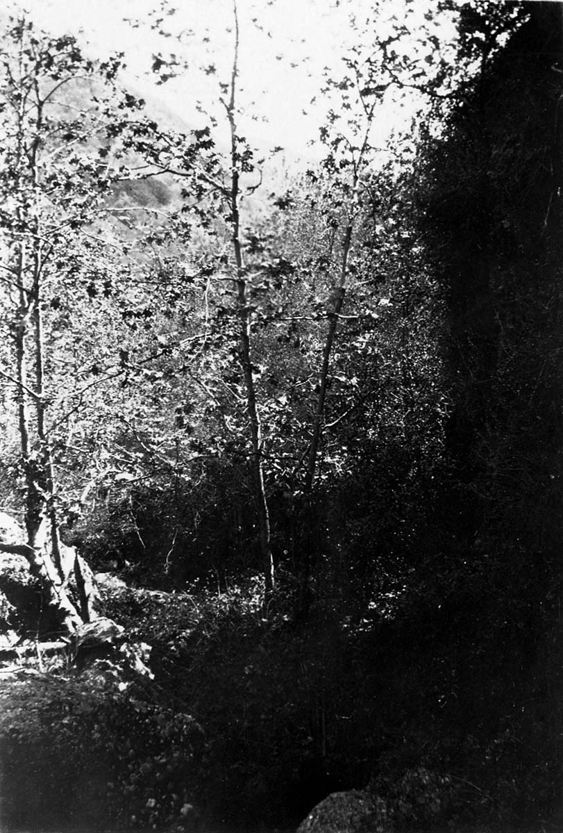 Slender deciduous trees with delicate foliage growing along a rocky, shaded canyon ravine under bright backlighting.