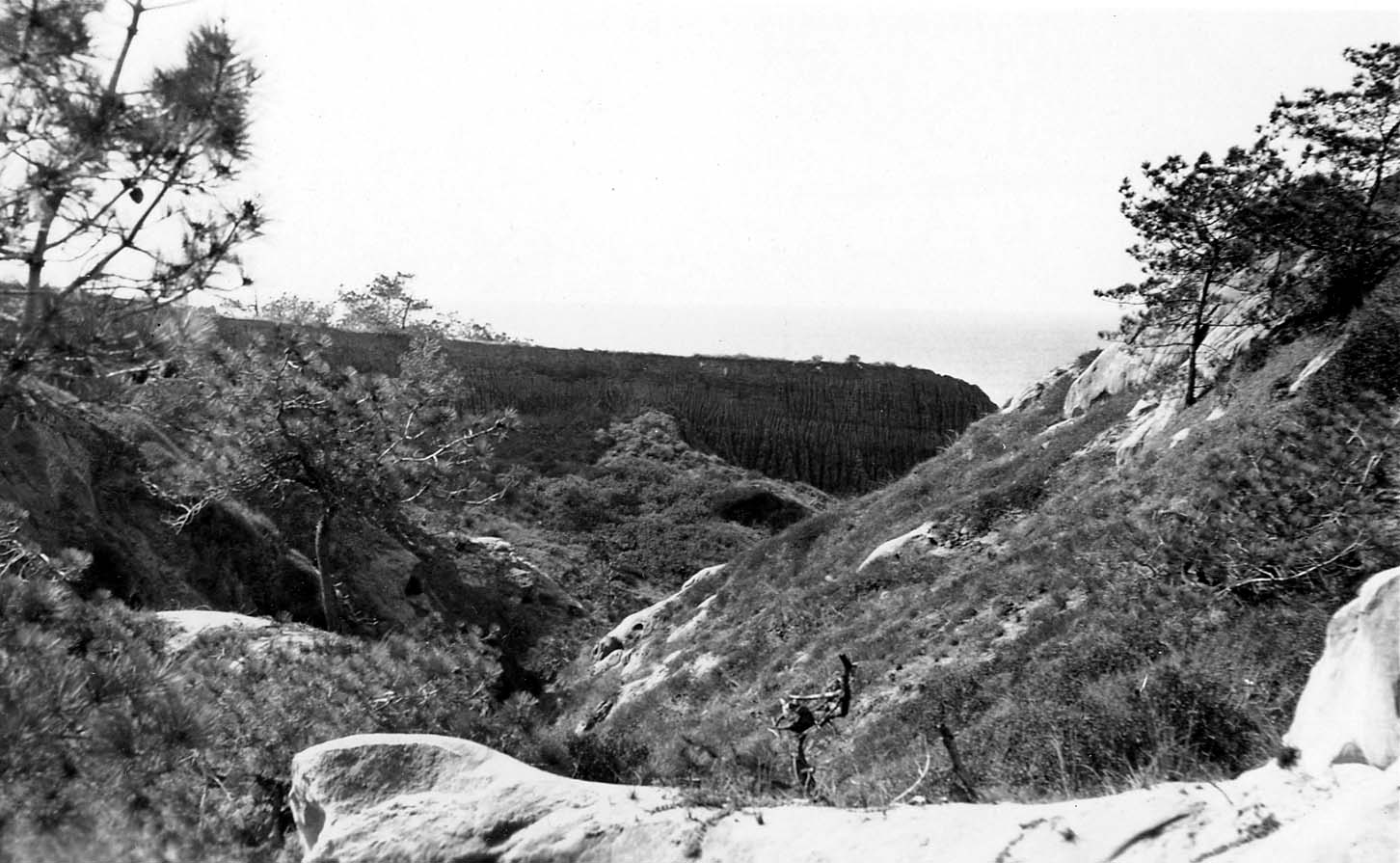 A view down a rugged, brush-filled canyon in Torrey Pines toward a dark, sheer cliff and the Pacific Ocean horizon.