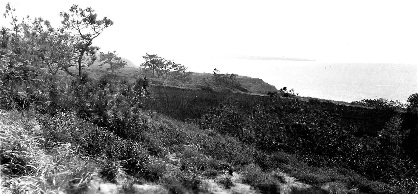 A sweeping view from a grassy coastal bluff dotted with rare Torrey pine trees, looking out over the endless Pacific Ocean.