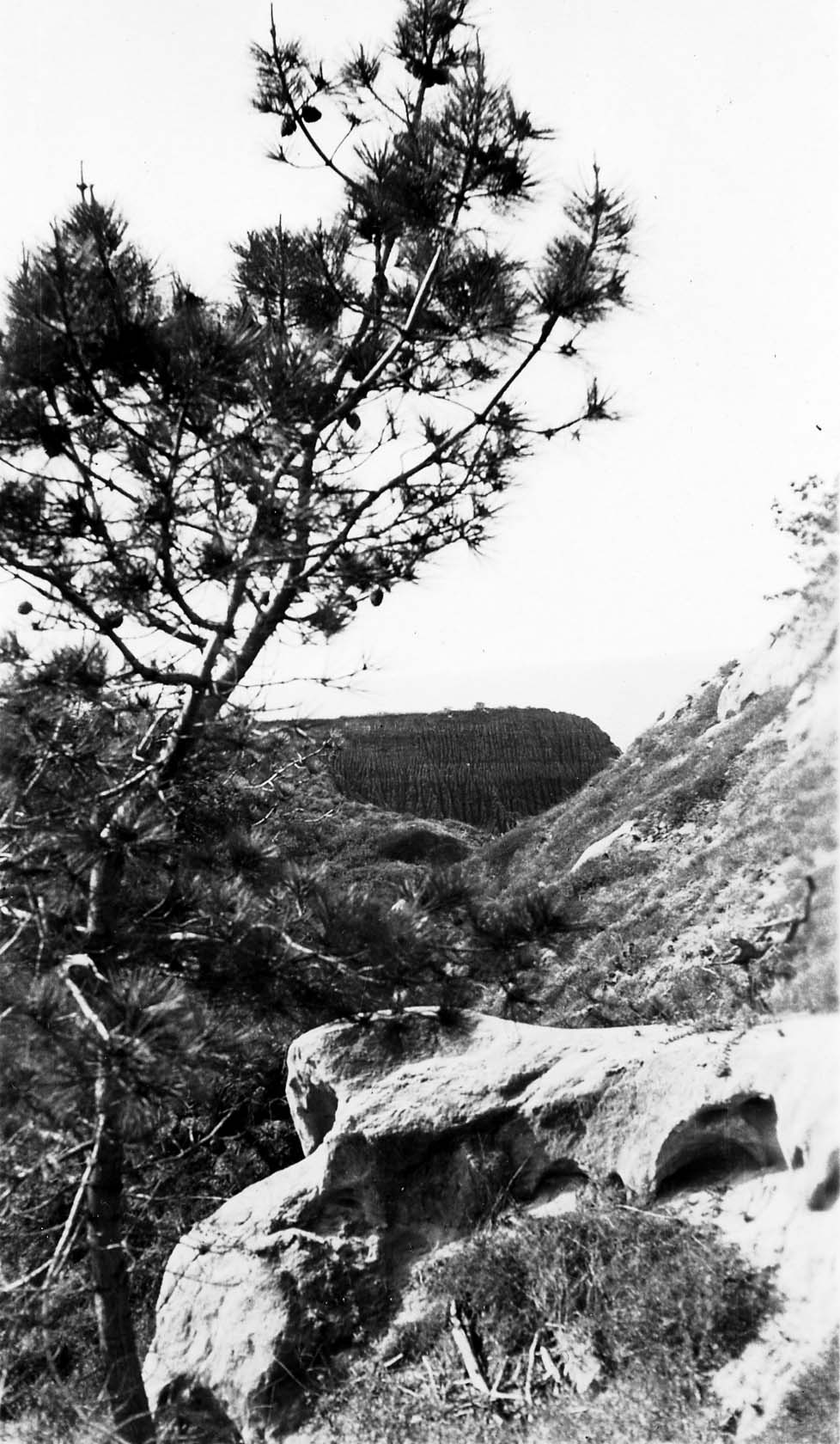 A rare Torrey pine tree (Pinus torreyana) in the foreground framing a dark, sheer coastal mesa in the Torrey Pines State Natural Reserve.