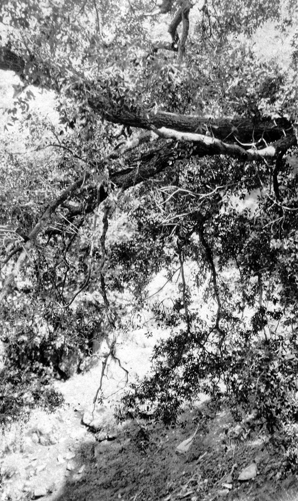 Sprawling, twisted branches and dense foliage of a native oak tree arching over a bright, rocky hillside ravine.