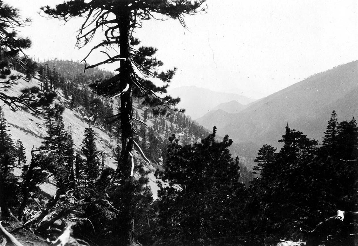 A lone, twisted pine tree perched on a steep slope overlooking a vast mountain canyon with distant layered ridges.