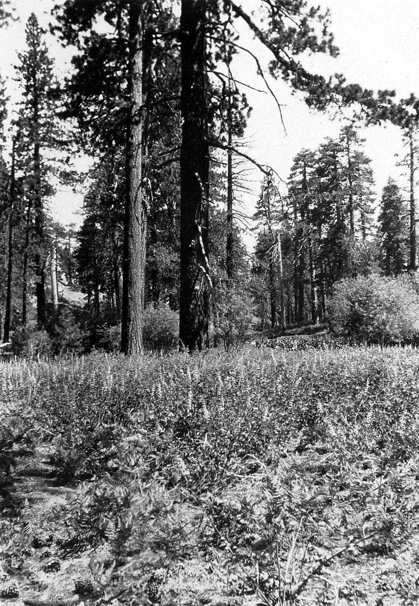 A vibrant meadow filled with dense wild shrubs and flowering plants leading toward a stand of tall evergreen trees.