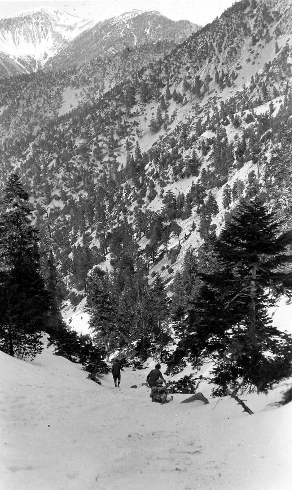 Two figures carefully descending a steep, snow-covered mountain trail surrounded by dark, towering pine trees.