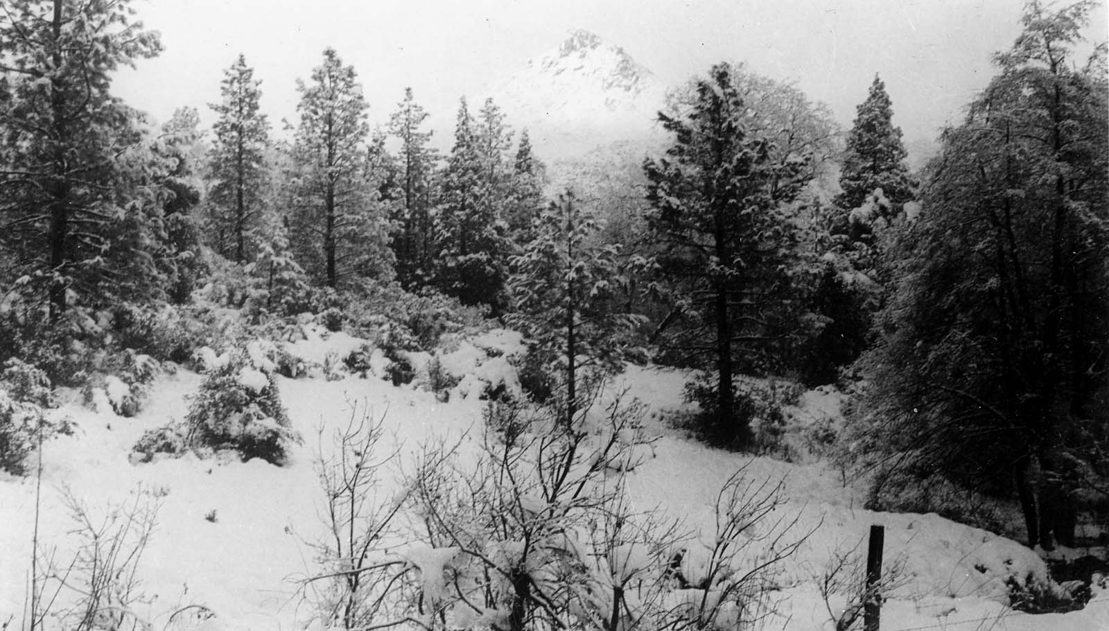 A snowy winter forest scene with various trees and a large, sunlit mountain peak looming in the background.