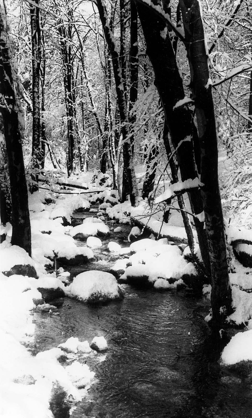 A dark, flowing stream cutting through a dense winter forest, surrounded by snow-covered rocks.