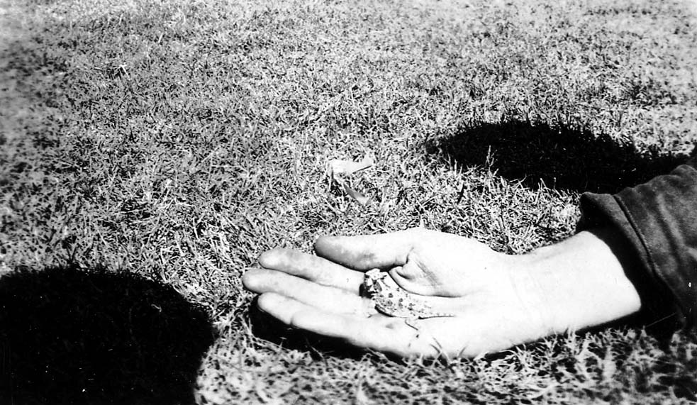 A close-up of a person's open palm resting on the grass, gently holding a small horned toad lizard.