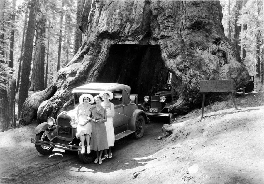 Elisabeth Hall and two friends posing with a Ford Model A coupe inside the hollowed tunnel of a giant sequoia tree.