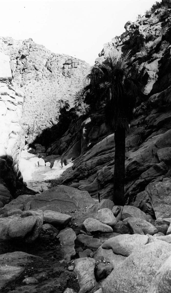 A shaded palm oasis with tall fan palms and weathered boulders lining a shallow stream cutting through a desert canyon.