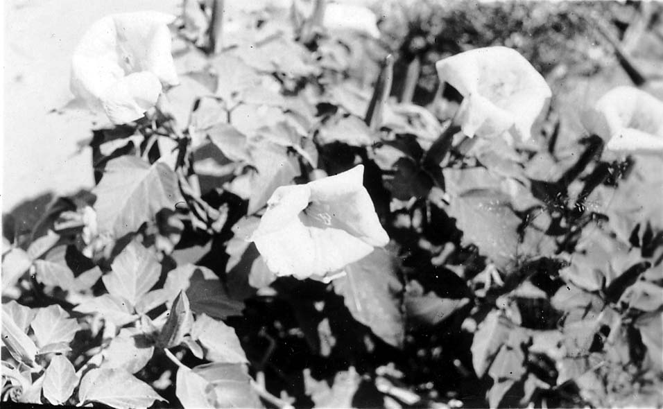 A close-up botanical study of a dense Jimsonweed plant in bright lighting, showcasing its large trumpet-shaped blossoms and textured foliage.